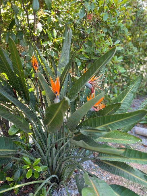 Le Cosy Garden: 4 Prs, Terrasse, Piscine Appartement Antibes